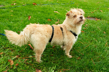 Hunde Freilauf