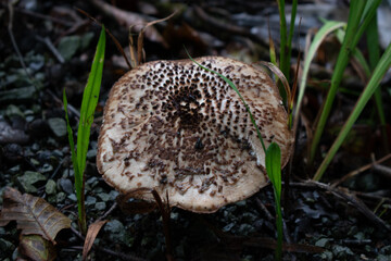 wild mushroom on the forest floor