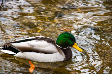Mallard Ducks Anas platyrhynchos relaxing in pond.