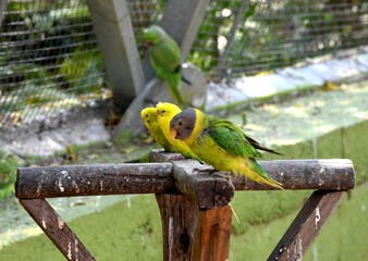 Obraz premium Green Parrot with Family