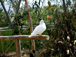 White Pigeon - Dove in Wildlife