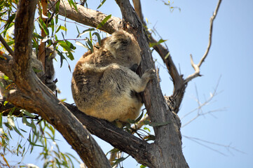Koala Sitting In A Tree - Var 2