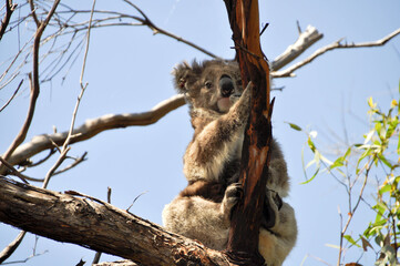 koala on tree - var3
