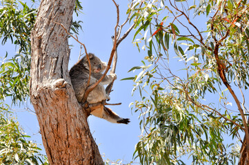 koala on a tree - var 5