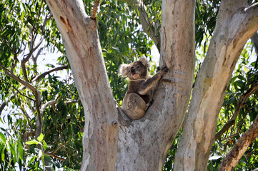 koala in tree - var 6