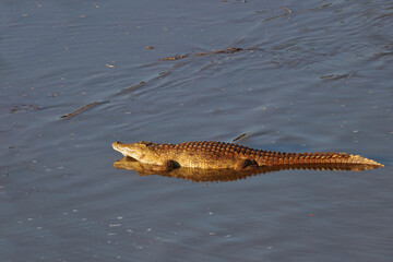 Nilkrokodil / Nile Crocodile / Crocodylus Niloticus