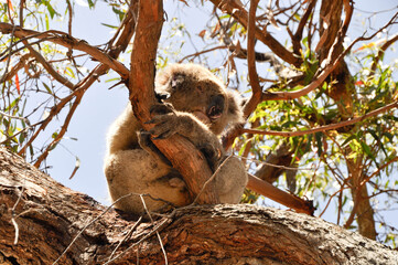 koala bear on tree - var 7