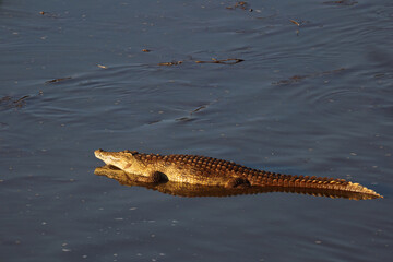 Nilkrokodil / Nile Crocodile / Crocodylus Niloticus