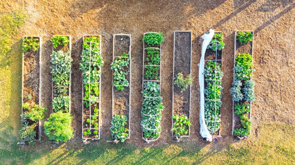 Aerial view row of raised beds with cold frame structure leafy vegetables at community garden in...