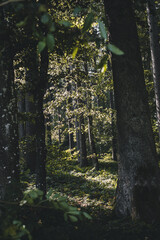 Fototapeta premium autumn in the forest - var 2