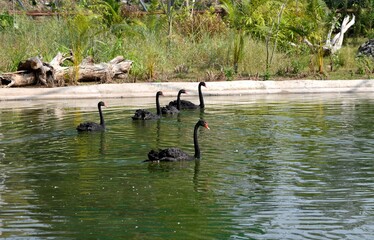 Heard of Black Swan Swims in the Lake