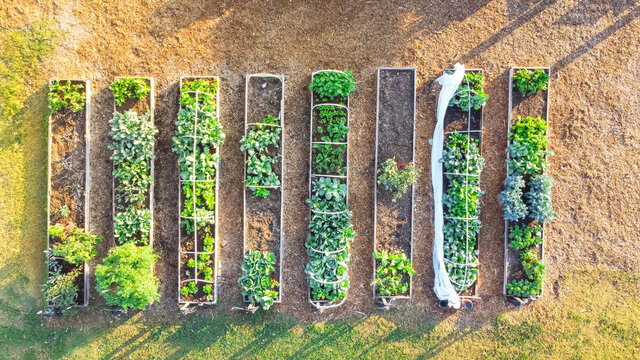 Aerial view row of raised beds with cold frame structure leafy vegetables at community garden in Texas, USA