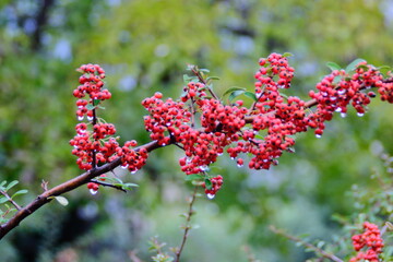 red berries on a branch