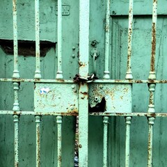 Detail of an old rusty iron and wood grid gate painted green closed with chain.
