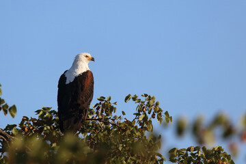 Afrikanischer Schreiseeadler / African fish-Eagle / Haliaeetus vocifer.