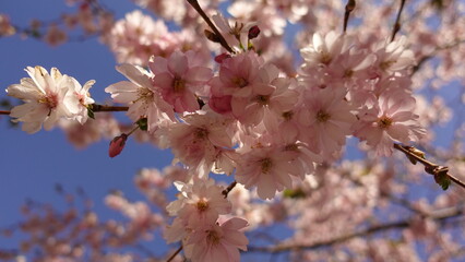 flowers in the garden