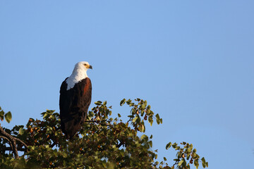 Afrikanischer Schreiseeadler / African fish-Eagle / Haliaeetus vocifer.