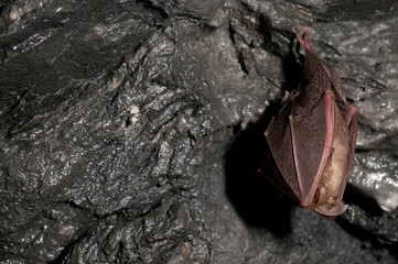 Lesser horseshoe bat (Rhinolophus hipposideros), Italy.