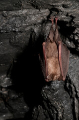 Lesser horseshoe bat (Rhinolophus hipposideros), Italy.