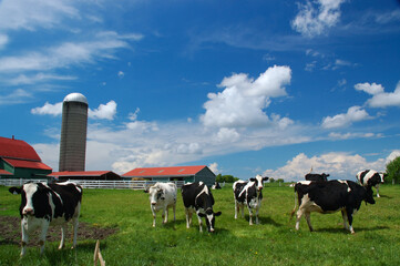 Curious Holstein cows in a field with barn and silo