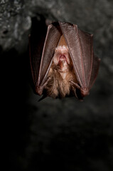 Lesser horseshoe bat (Rhinolophus hipposideros), Italy.