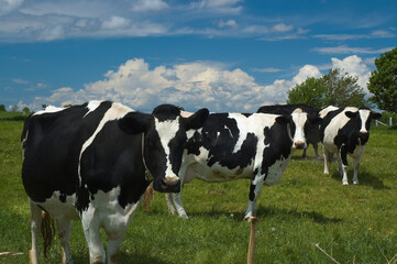 Holstein trio in a field looking at visitor