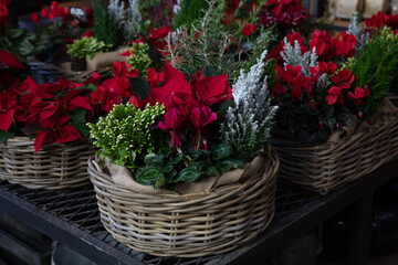 Basket with red cyclamen persicum flowers, red poinsettia, chamaecyparis lawsoniana tree as a Christmas natural gift.