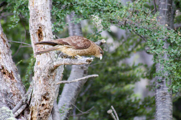 little  eagle  standin  on  a  tree branch