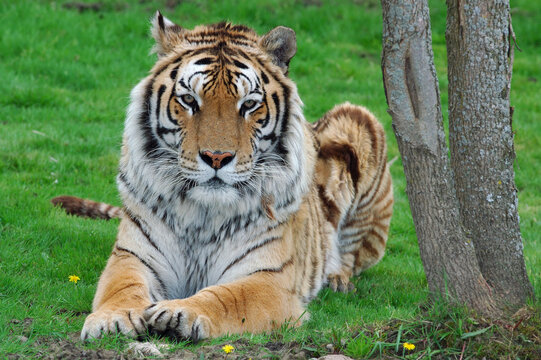 Siberian tiger lying in the grass
