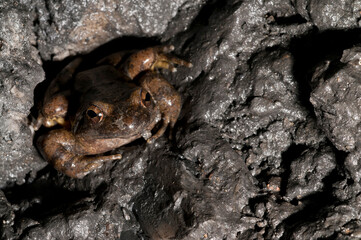 Naklejka premium Italian stream frog (Rana italica) in a cave in the Ligurian Appennines, Italy.