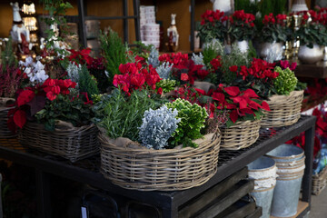 Fototapeta na wymiar Baskets with red cyclamen persicum,red poinsettia, chamaecyparis lawsoniana tree and other traditional Christmas plants.