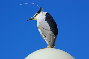 Black crowned night heron on lamp landscape