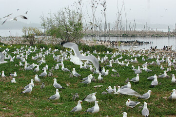 Seagull and waterfowl colony with young chicks