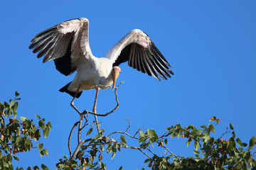Nimmersatt / Yellow-billed stork / Mycteria ibis
