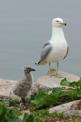 Ring billed gull chick with mother portrait