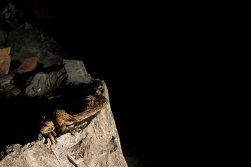 Italian stream frog (Rana italica) in a cave in the Ligurian Appennines, Italy.