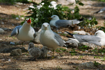 Protective parents caring for seagull chicks