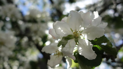 flowers in the garden