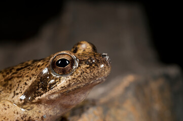 Italian stream frog (Rana italica) in a cave in the Ligurian Appennines, Italy.
