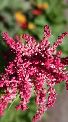 flowers in the garden