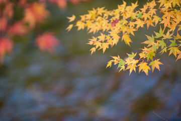 紅葉のモミジ