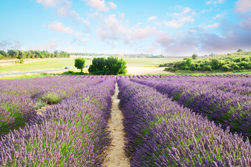 Obraz na płótnie Canvas Lavender summer field