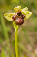 Bumblebee orchid (Ophrys bombyliflora), Tuscany, Italy.