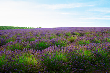 Fototapeta premium Blooming Lavender field