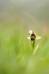 Bumblebee orchid (Ophrys bombyliflora), Tuscany, Italy.