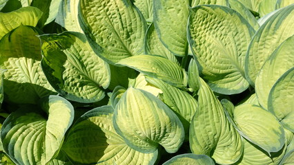 green cabbage in the garden
