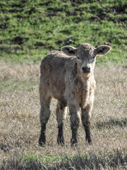 Naklejka na ściany i meble Cute Calf in the Pasture