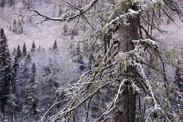 Closeup of pine tree trunk with a dusting of snow against a background of wooded mountain in the Jacques-Cartier National Park, Stoneham-et-Tewkesbury, Quebec, Canada