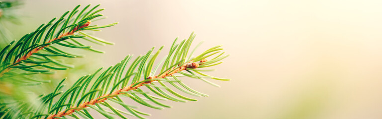 Christmas background. Beautiful natural fir tree branch. Light green pine tree branches with small buds of brown pine cones. Seasonal holiday nature backdrop, wallpaper. Web banner header.