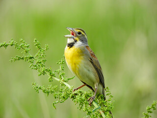 Dickcissel on a Plant